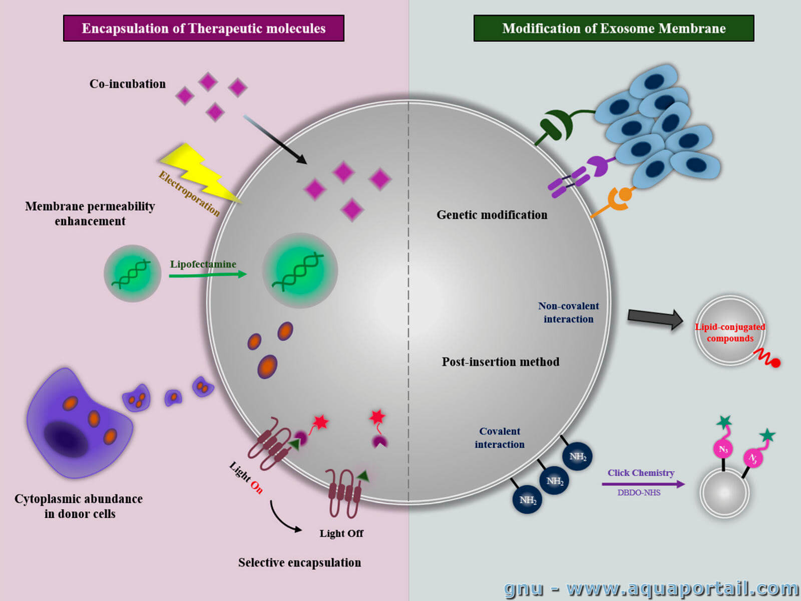 Le piège conceptuel des exosomes
