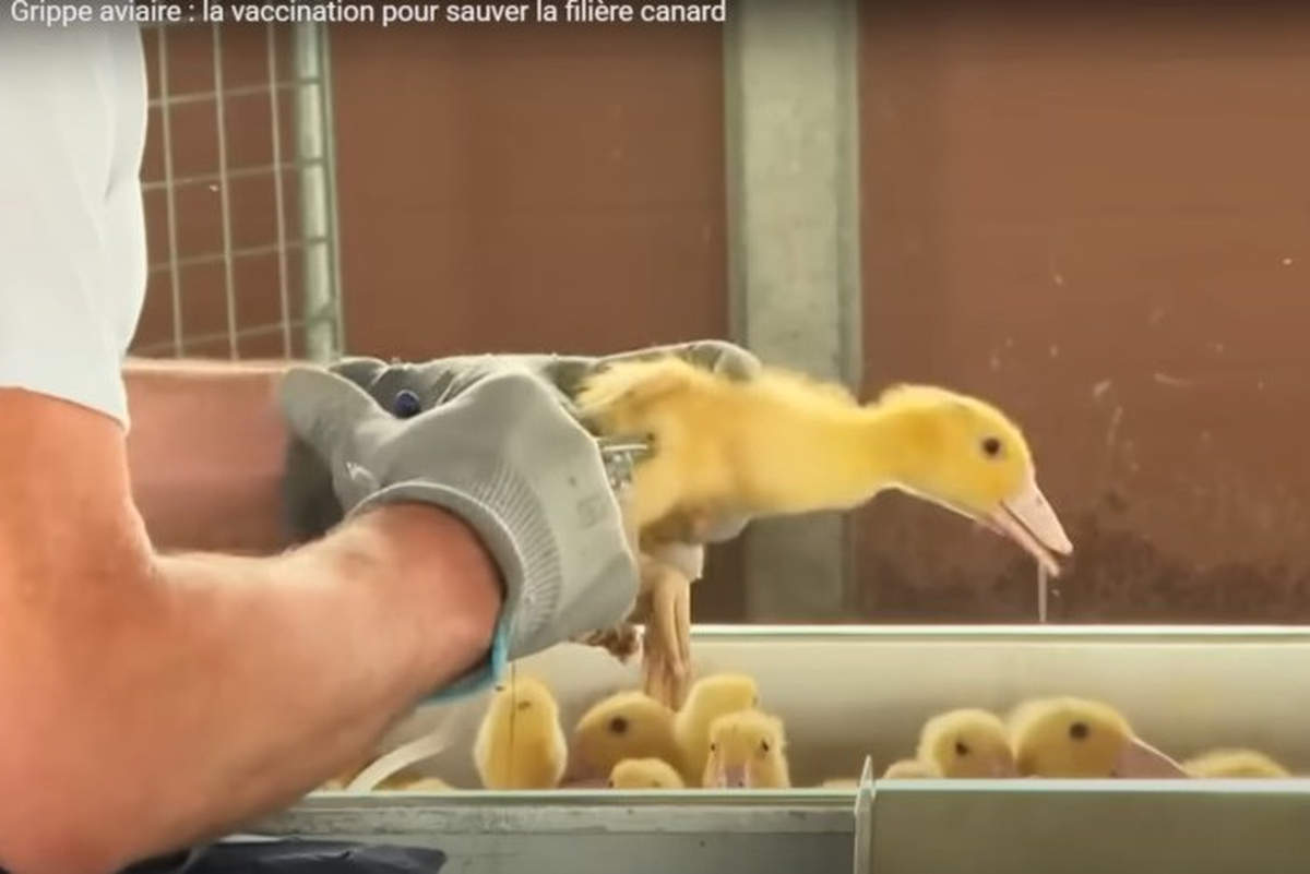 La vaccination ARN messager chez les canards : débats sur la sécurité et l’impartialité