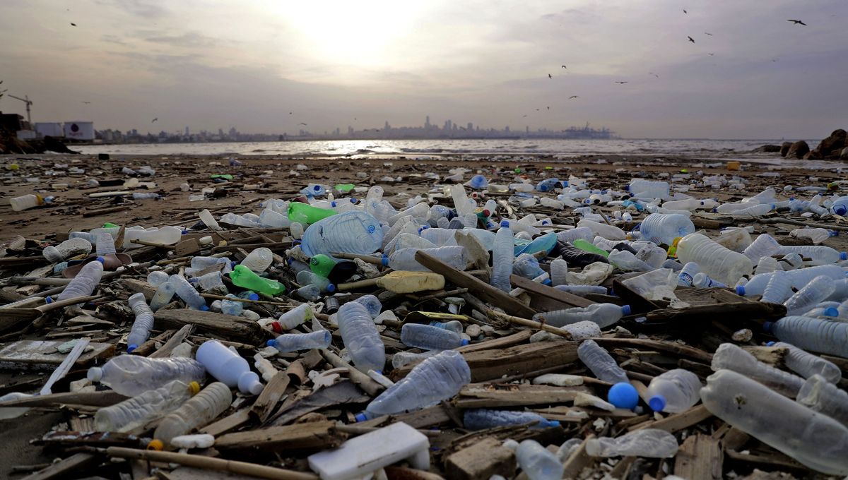 Nouvelle approche contre la pollution plastique marine grâce aux champignons et bactéries