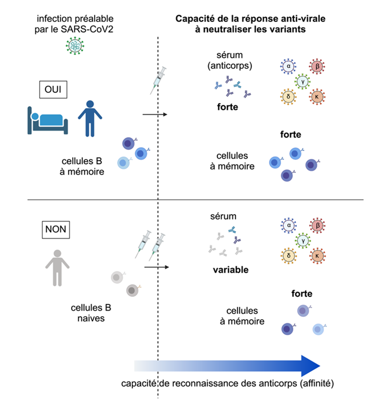 Alerte sur la sécurité et l’efficacité des vaccins ARNm contre la COVID-19