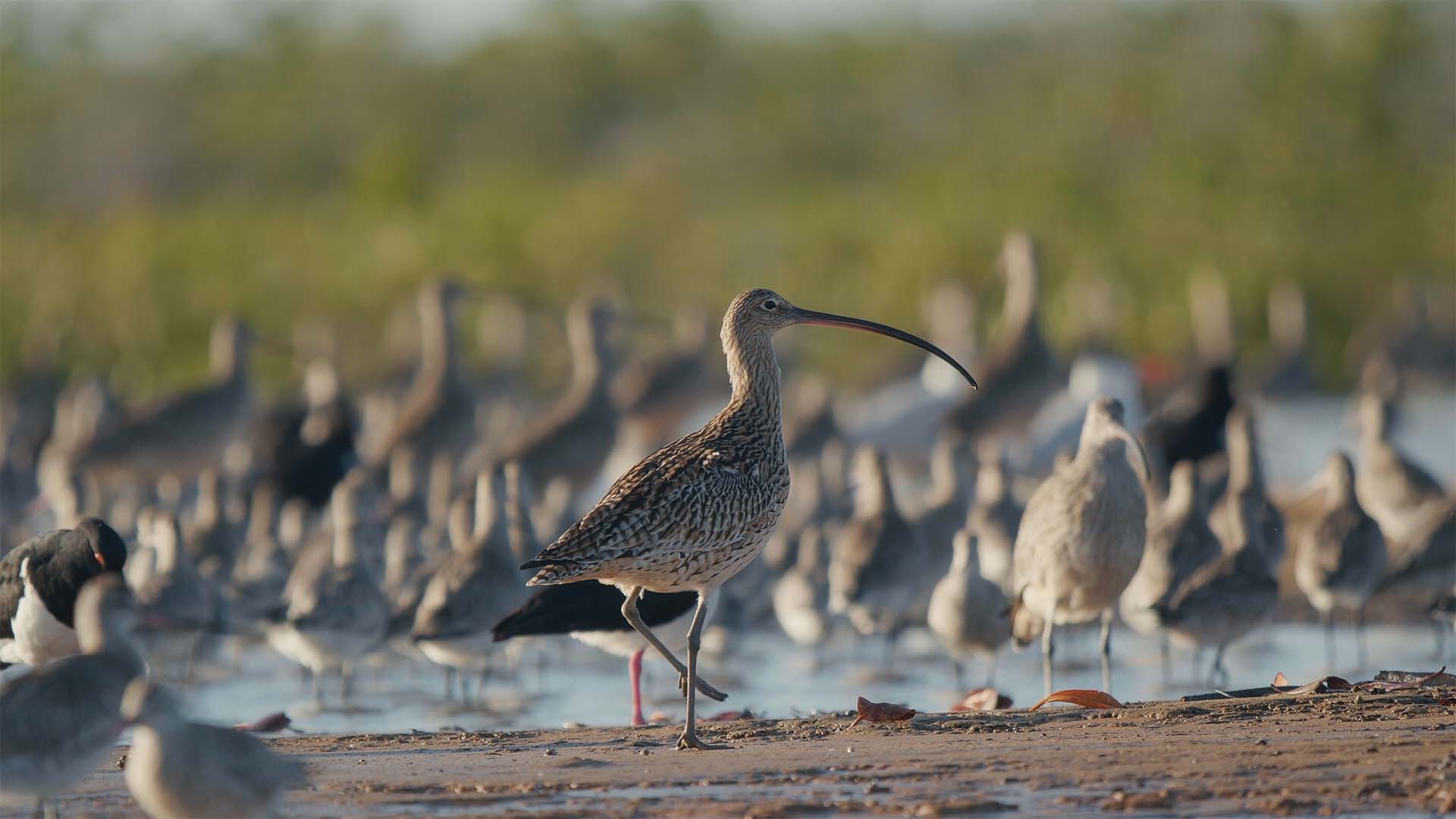 Monstre fluvial, avion mystérieux et oiseaux étranges : la réalité se déchire ?